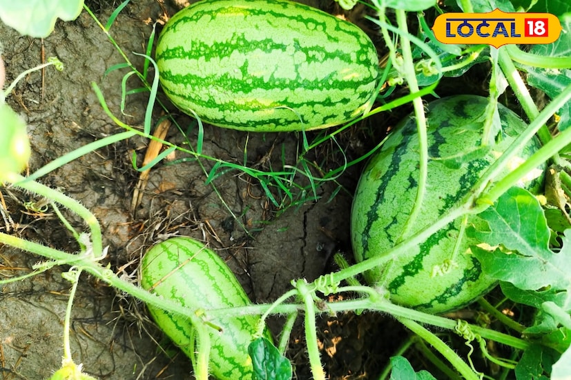 তীব্র রোদ্রের তাপদাহে যখন জনজীবন বিপর্যস্ত, তখন শরীরকে ঠান্ডা ও সুস্থ রাখতে তরমুজের গুরুত্ব বাড়ছে। জলসমৃদ্ধ এই ফল শরীরের জলঘাটতি পূরণে সাহায্য করে এবং গরমজনিত ক্লান্তি ও অসুস্থতা থেকে রক্ষা করে। (তথ্য ও ছবি: শান্তনু দাস) তীব্র রোদ্রের তাপদাহে যখন জনজীবন বিপর্যস্ত, তখন শরীরকে ঠান্ডা ও সুস্থ রাখতে তরমুজের গুরুত্ব বাড়ছে। জলসমৃদ্ধ এই ফল শরীরের জলঘাটতি পূরণে সাহায্য করে এবং গরমজনিত ক্লান্তি ও অসুস্থতা থেকে রক্ষা করে। (তথ্য ও ছবি: শান্তনু দাস)