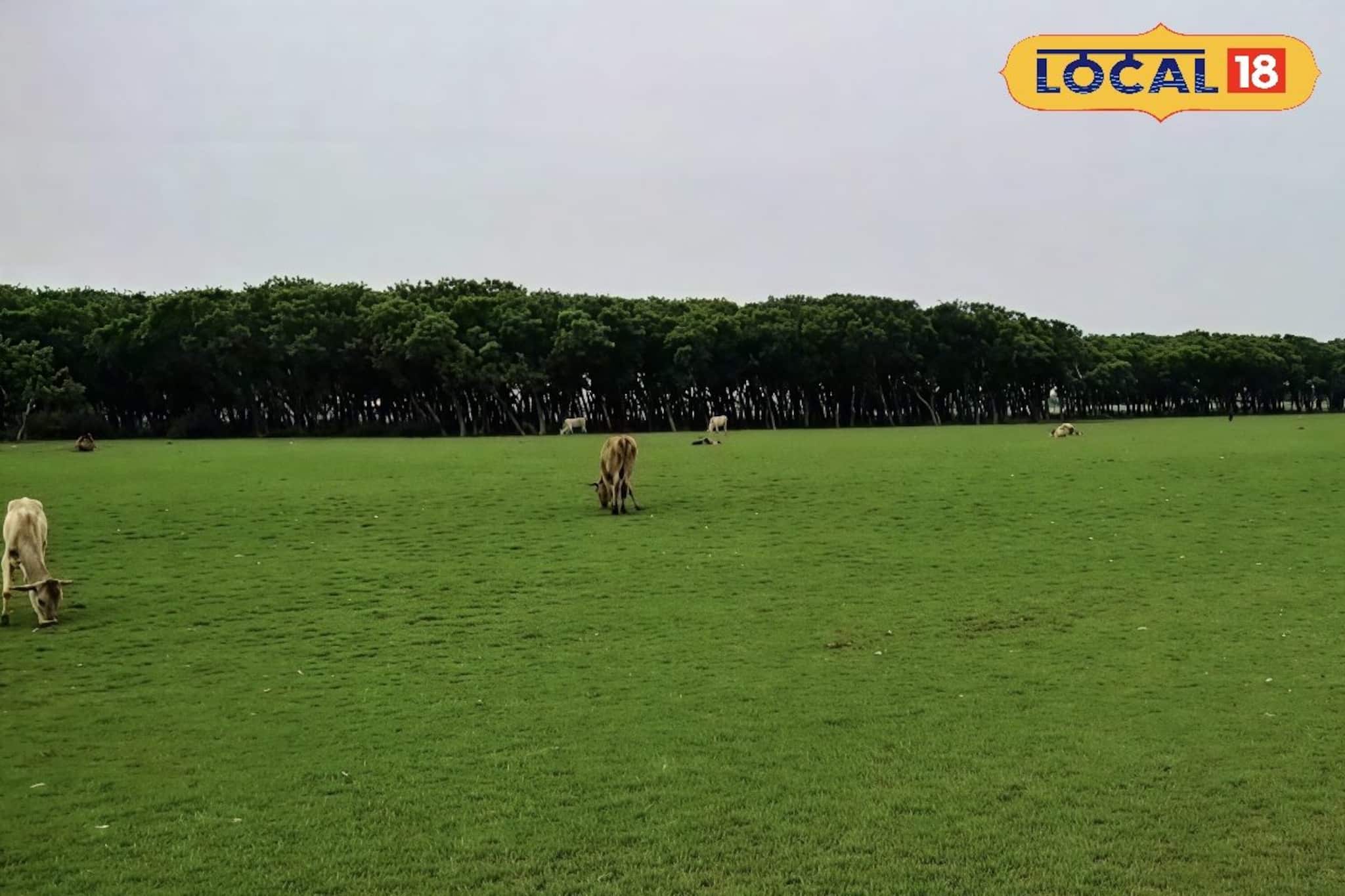 শহুরে ক্লান্তি দূর করতে বিদ্যাধরী নদীর স্নিগ্ধ বাতাস! কেন পর্যটকদের নতুন 'ক্রাশ' হয়ে উঠছে এই গাজীখালি?