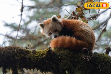 ভ্রমণপিপাসুদের জন্য বিরাট খুশির খবর! আসছে রেড পান্ডা ফেস্টিভ্যাল! দার্জিলিংয়ের কোথায় হবে? জানুন