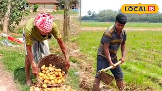 বৃষ্টিতে আলুর ক্ষতি? লোকসান সামলাতে বিকল্প চাষের দাওয়াই কৃষি বিজ্ঞানীদের, জানুন কোন ফসলে মিলবে লাভ