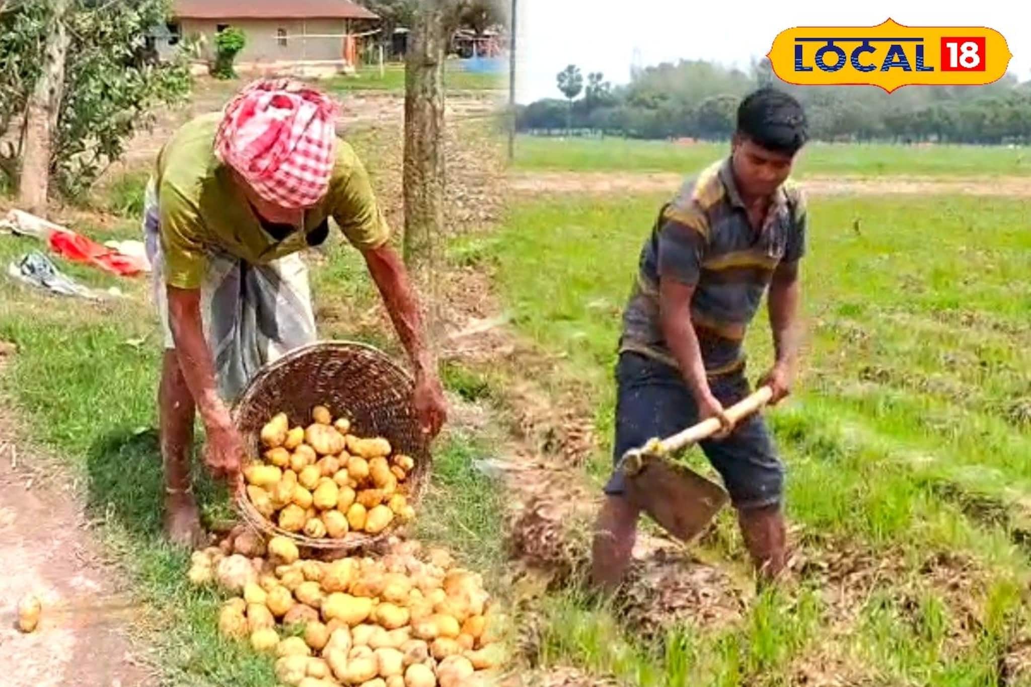 বৃষ্টিতে আলুর ক্ষতি? লোকসান সামলাতে বিকল্প চাষের দাওয়াই কৃষি বিজ্ঞানীদের, জানুন কোন ফসলে মিলবে লাভ বৃষ্টিতে আলুর ক্ষতি? লোকসান সামলাতে বিকল্প চাষের দাওয়াই কৃষি বিজ্ঞানীদের, জানুন কোন ফসলে মিলবে লাভ