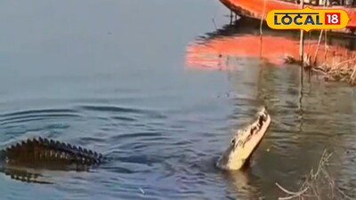 পাথরপ্রতিমায় হাড়হিম করা দৃশ্য! নদীর পাড়ে জ্যান্ত মুরগি গিলে খাচ্ছে বিশাল কুমির