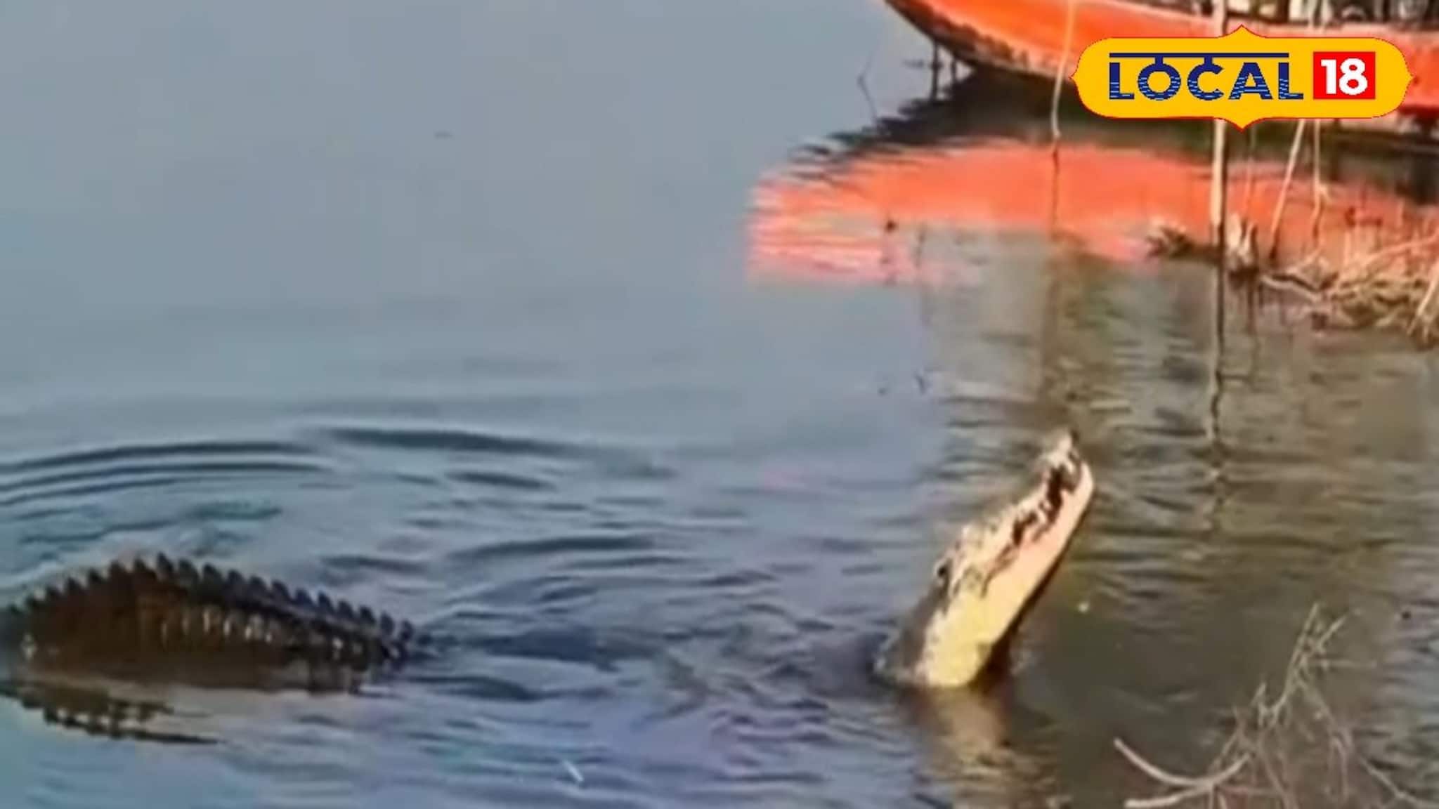 Crocodile Viral Video: পাথরপ্রতিমায় হাড়হিম করা দৃশ্য! নদীর পাড়ে জ্যান্ত মুরগি গিলে খাচ্ছে বিশাল কুমির, ভাইরাল ভিডিও Crocodile Viral Video: পাথরপ্রতিমায় হাড়হিম করা দৃশ্য! নদীর পাড়ে জ্যান্ত মুরগি গিলে খাচ্ছে বিশাল কুমির, ভাইরাল ভিডিও