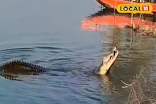 Crocodile Viral Video: পাথরপ্রতিমায় হাড়হিম করা দৃশ্য! নদীর পাড়ে জ্যান্ত মুরগি গিলে খাচ্ছে বিশাল কুমির, ভাইরাল ভিডিও