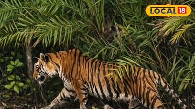 ‘রাজা’র আবির্ভাব