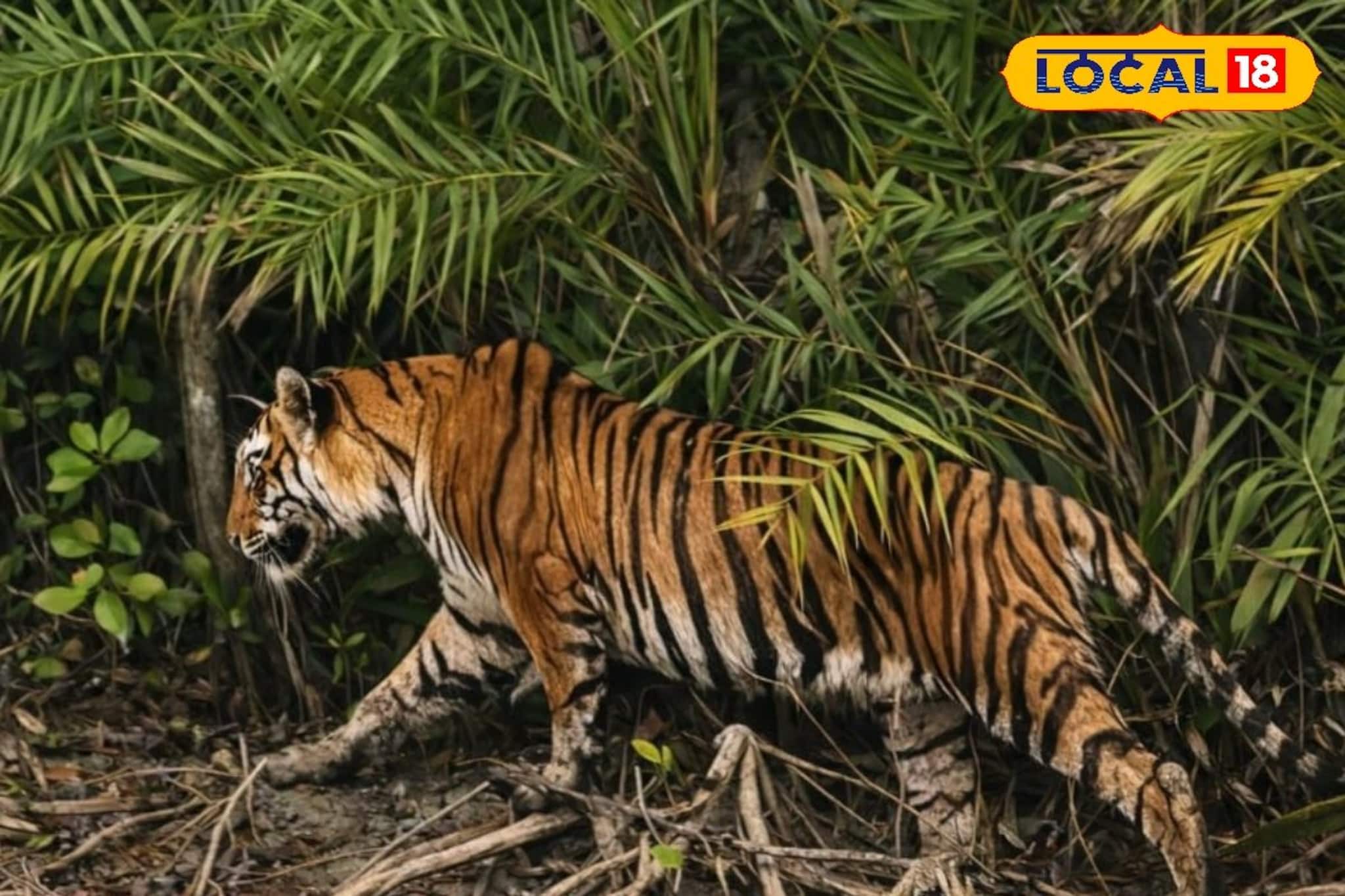 পিরখালির জঙ্গলে হঠাৎ ‘রাজা’র আবির্ভাব! পর্যটকদের ক্যামেরায় বন্দি রয়েল বেঙ্গল টাইগার