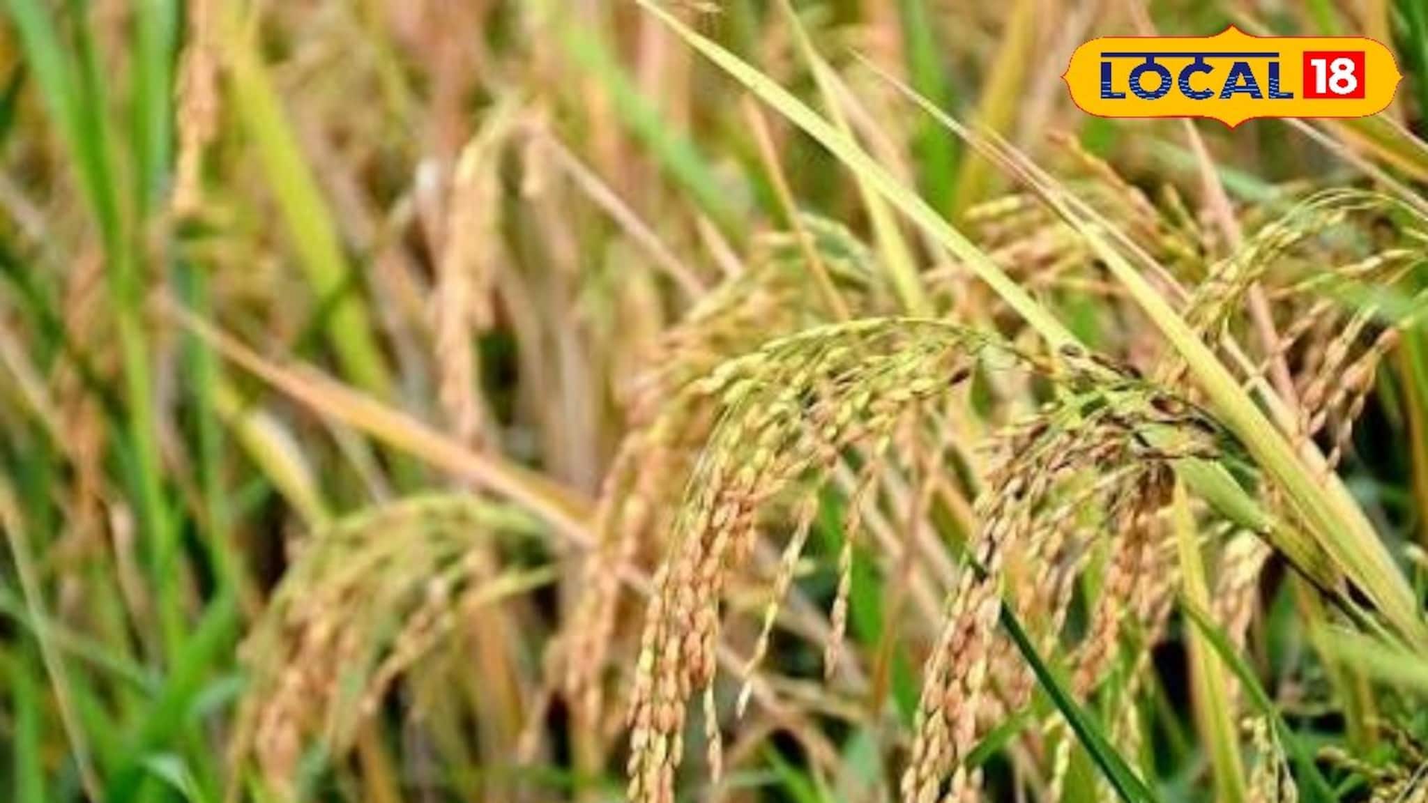 Heatwave Farming Tips: ৪০ ডিগ্রি পারদ ছোঁয়ার আগেই সাবধান! পটাশের এই বিশেষ ম্যাজিক বাঁচাবে আপনার কষ্টার্জিত চাষ Heatwave Farming Tips: ৪০ ডিগ্রি পারদ ছোঁয়ার আগেই সাবধান! পটাশের এই বিশেষ ম্যাজিক বাঁচাবে আপনার কষ্টার্জিত চাষ