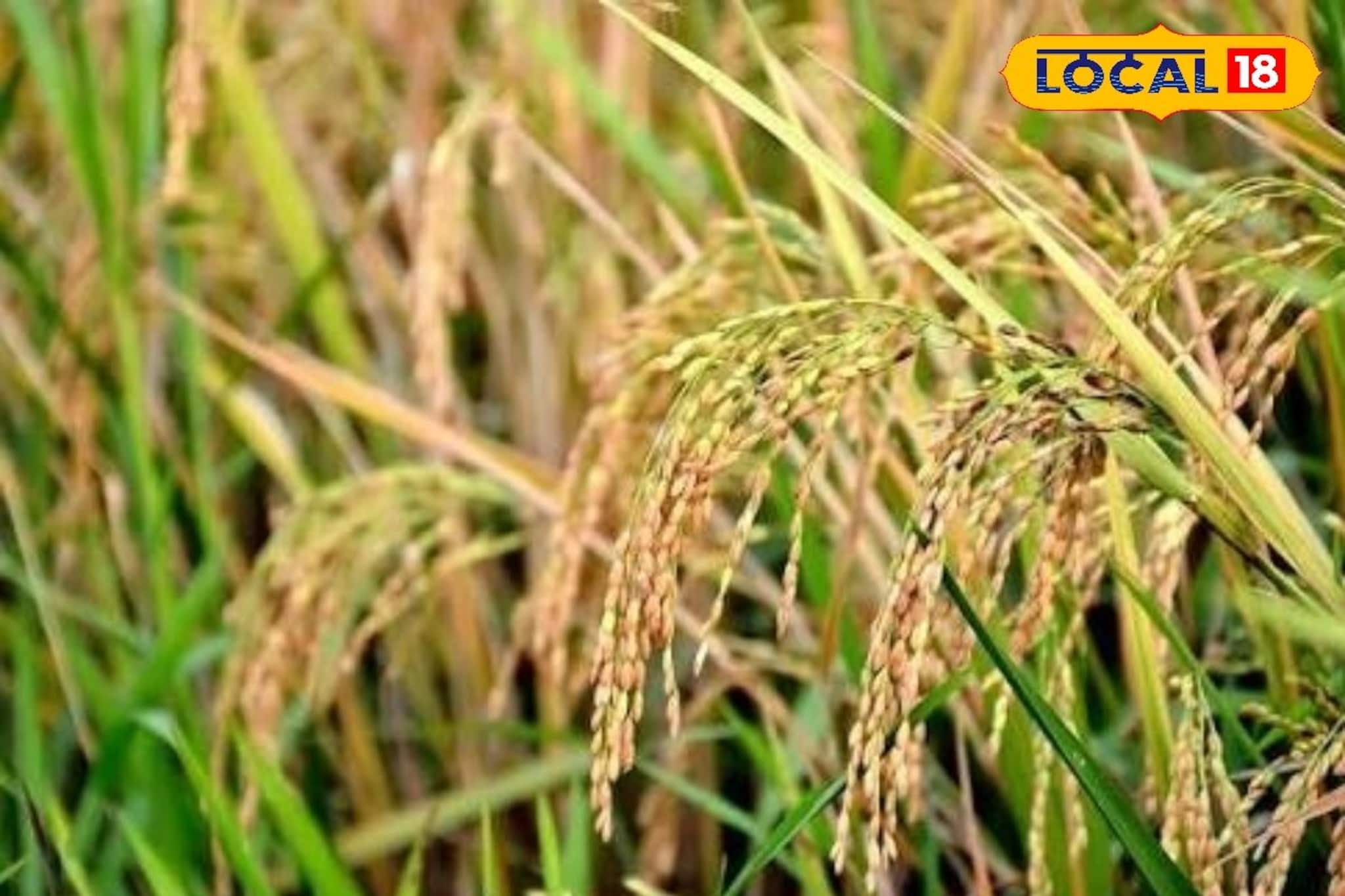 ৪০ ডিগ্রি পারদ ছোঁয়ার আগেই সাবধান! পটাশের এই বিশেষ ম্যাজিক বাঁচাবে আপনার কষ্টার্জিত চাষ 