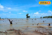 Weekend Trip: দিঘার কাছেই লুকিয়ে আছে এক 'মিনি সুন্দরবন'! ম্যানগ্রোভ অরণ্যে বোটিং আর লাল কাঁকড়ার মেলা, রোমাঞ্চকর উইকেন্ড কাটাতে চলে যান বিচিত্রপুর