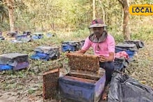 Honey Production: আম-লিচুর পাশাপাশি মালদহে আয়ের নতুন দিশা! মধু উৎপাদনে কীভাবে রেকর্ড গড়ছেন চাষিরা, জানুন