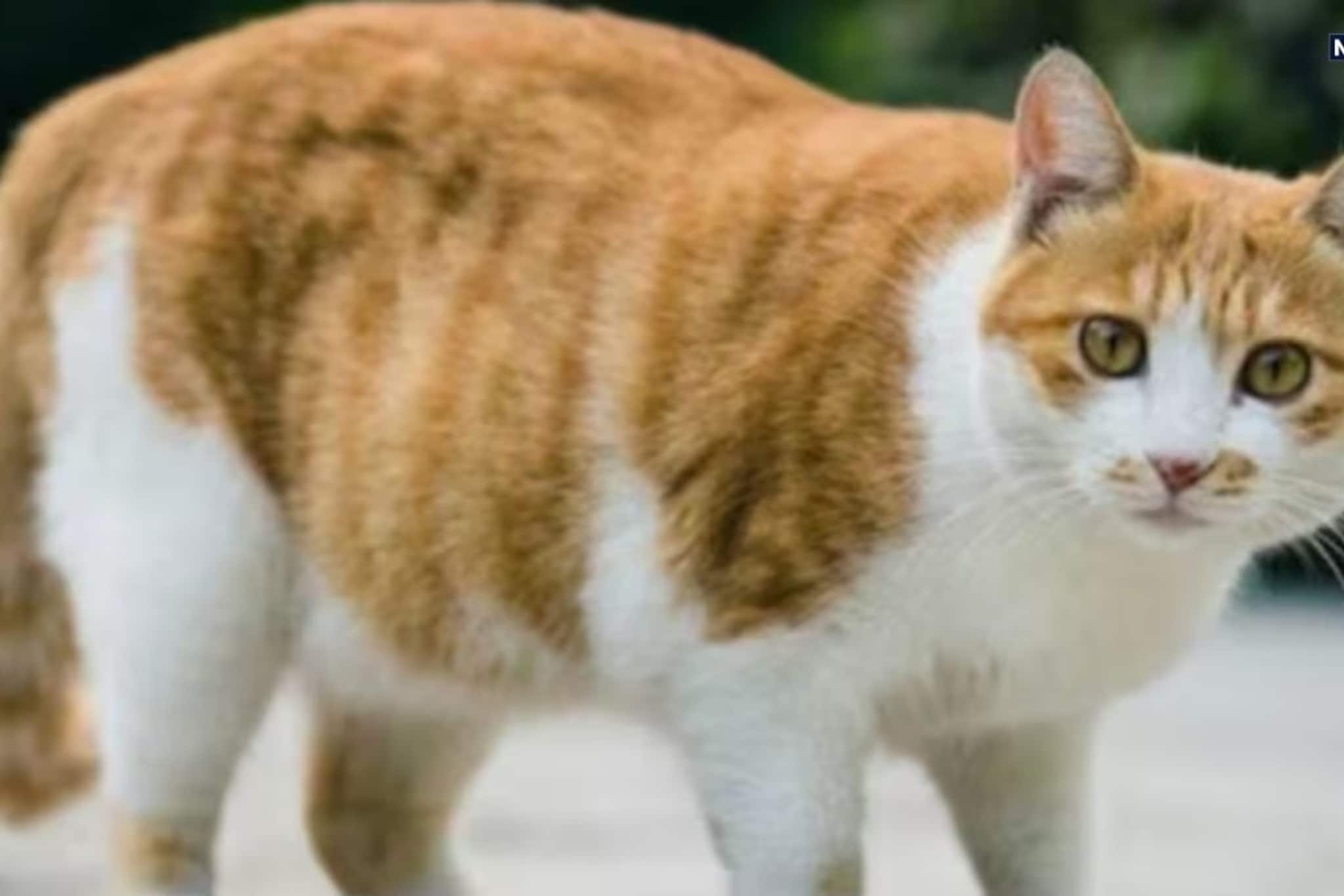 বাড়িতে বিড়াল দত্তক ঘিরে অশান্তি, চরম সিদ্ধান্ত তরুণী চিকিৎসকের! চাঞ্চল্য হায়দরাবাদে বাড়িতে বিড়াল দত্তক ঘিরে অশান্তি, চরম সিদ্ধান্ত তরুণী চিকিৎসকের! চাঞ্চল্য হায়দরাবাদে