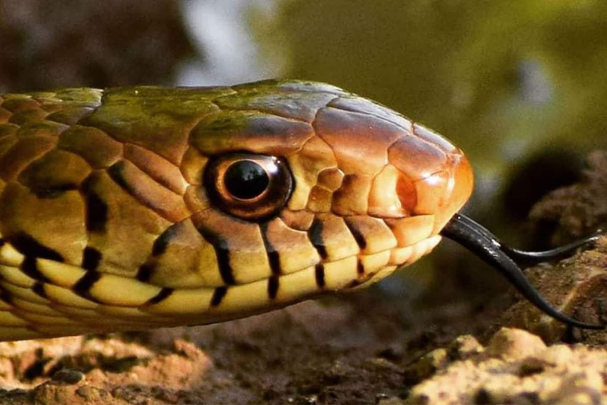 বাড়িময় কিলবিল করবে 'সাপ'...! এই 'সাত' গাছ সাপেদের 'স্বর্গ', বাড়িতে পুঁতলেই ভরবে 'বিষধরে' বাড়িময় কিলবিল করবে 'সাপ'...! এই 'সাত' গাছ সাপেদের 'স্বর্গ', বাড়িতে পুঁতলেই ভরবে 'বিষধরে'