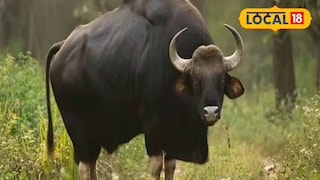 বাইসন | প্রতীকী ছবি