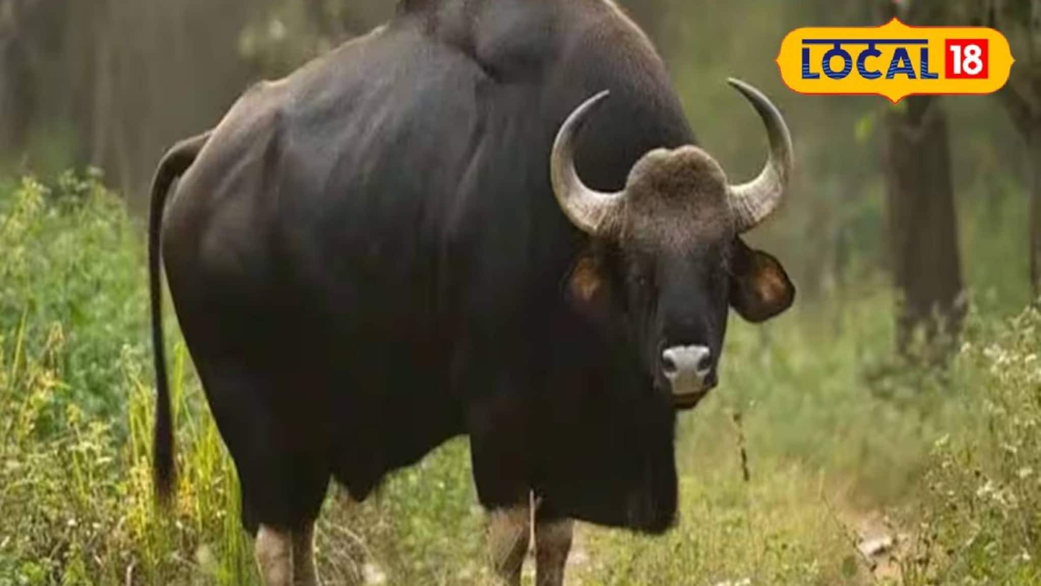 Jalpaiguri News: হোলির সকালে বাইসনের তাণ্ডব! জলপাইগুড়িতে আহত ২, এলাকাবাসীদের বাড়িতেই থাকার অনুরোধ বন দফতরের