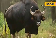 Jalpaiguri News: হোলির সকালে বাইসনের তাণ্ডব! জলপাইগুড়িতে আহত ২, এলাকাবাসীদের বাড়িতেই থাকার অনুরোধ বন দফতরের