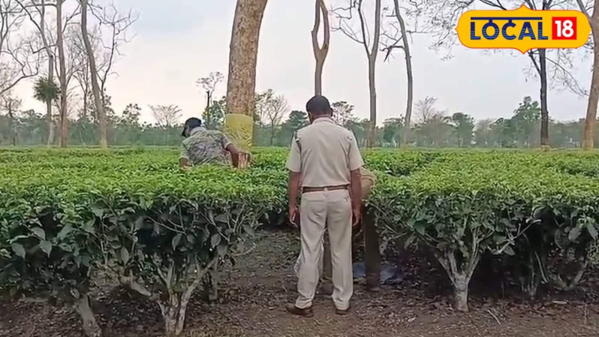 চা বাগান থেকে লেপার্ডের অর্ধ পচাগলা মৃতদেহ উদ্ধার! আতঙ্কিত শ্রমিকরা