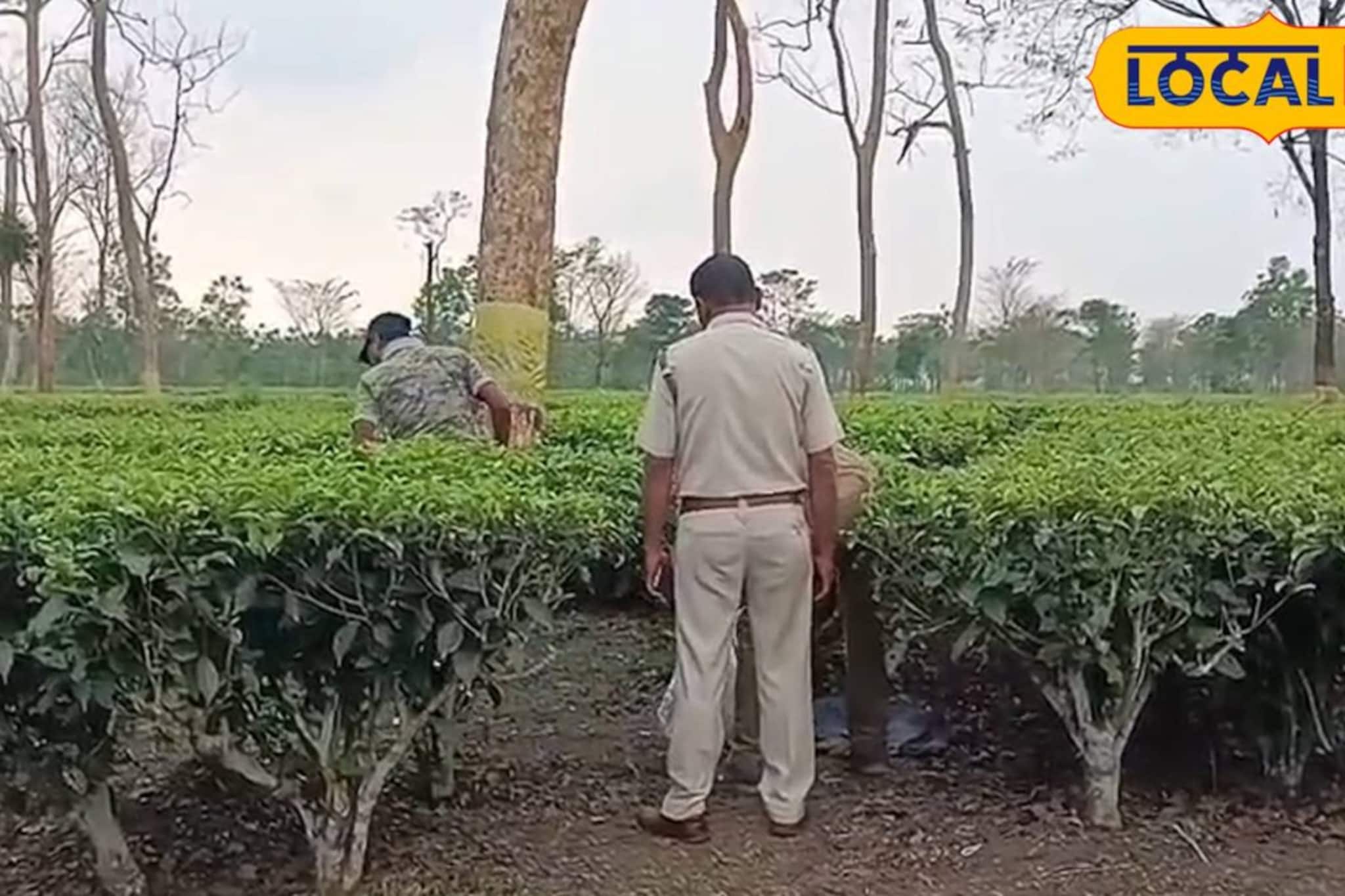 চা বাগান থেকে লেপার্ডের অর্ধ পচাগলা মৃতদেহ উদ্ধার! আতঙ্কিত শ্রমিকরা