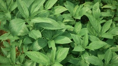 রোজ পাট শাক খেলে কী হয়? জানলে আজ থেকেই শুরু করবেন