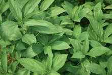 Pat Shak Benefits: ডিপ্রেশন কাটায়, যৌবন ধরে রাখে! গ্রাম-বাংলার পাঁচ টাকার এই শাকেই পালাবে গাঁটে ব্যথা, ইউরিক অ্যাসিড! খান নিয়ম মেনে