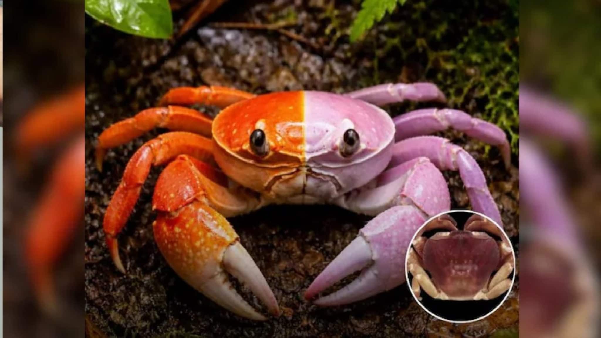 Half Male Half Female Crab: এক শরীরের অর্ধেক পুরুষ, অর্ধেক নারীর! ভারতের সাইলেন্ট ভ্যালিতে দেখা মিলল অর্ধনারীশ্বর’ কাঁকড়ার! বিজ্ঞানীরাও অবাক