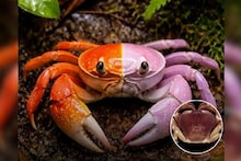 Half Male Half Female Crab: এক শরীরের অর্ধেক পুরুষ, অর্ধেক নারীর! ভারতের সাইলেন্ট ভ্যালিতে দেখা মিলল অর্ধনারীশ্বর’ কাঁকড়ার! বিজ্ঞানীরাও অবাক