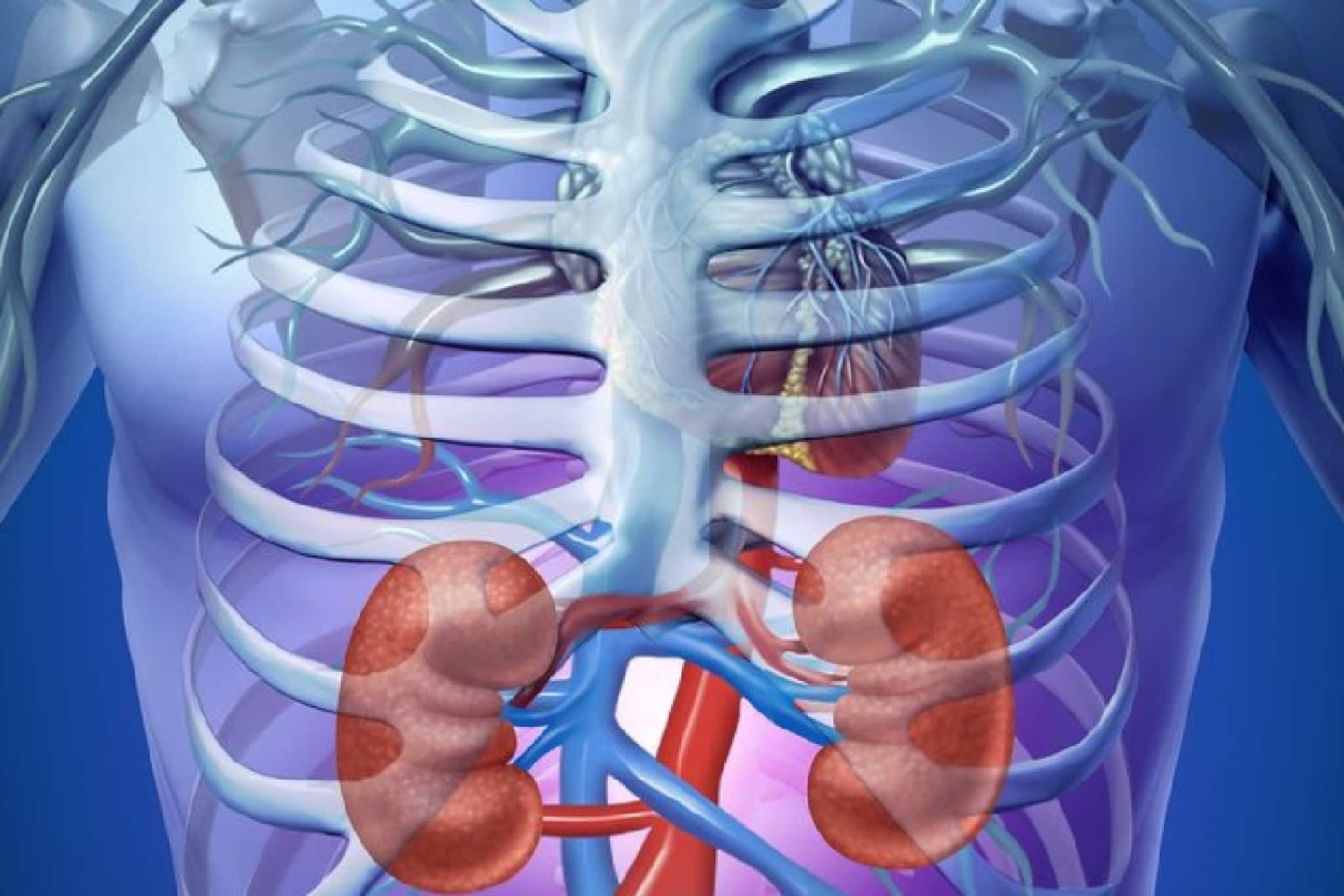 এগুলিই কিডনি ক্যানসারের প্রাথমিক লক্ষণ, আপনার শরীরে 'এই' পরিবর্তন দেখলে সাবধান, প্রাণঘাতী হতে পারে