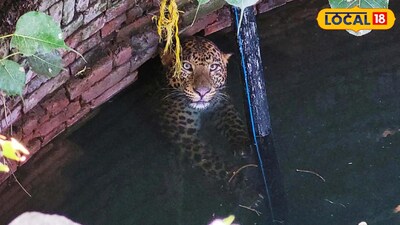 কুয়োর মধ্যে লেপার্ড 