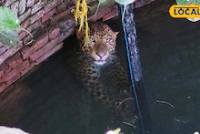 Leopard: কুয়োর মধ্যে লেপার্ডের বিকট কান্নার আওয়াজ! লোকালয়ে হুলস্থুল, বন দফতর ঘিরে ফেলল এলাকা