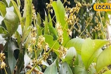 Litchi Mukul Protection Tips: গাছ ভর্তি হবে লিচু, রোদে পুড়বে না একটিও মুকুল! আসল খেলা কৃষি দফতরের এই গোপন টোটকায়