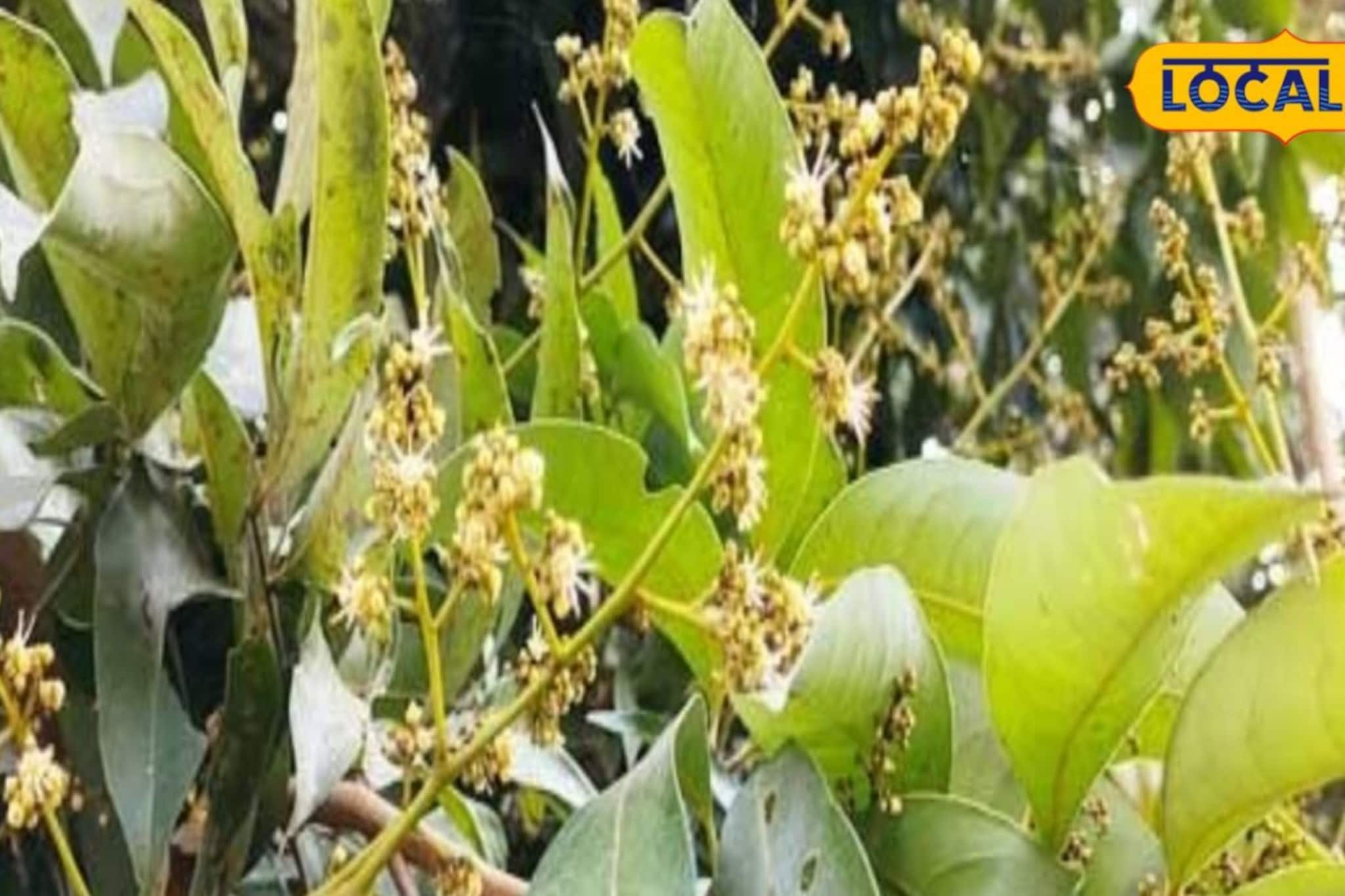 গাছ ভর্তি হবে লিচু, রোদে পুড়বে না একটিও মুকুল! আসল খেলা কৃষি দফতরের এই গোপন টোটকায়