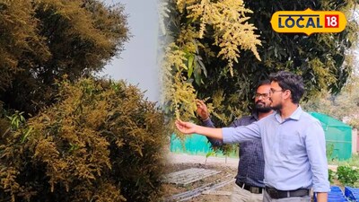 আম বাগানে কৃষি বিজ্ঞানীরা