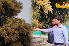 Agriculture News: আম চাষে যত্ন নেওয়ার সঠিক পদ্ধতি! কী কী করলে রোগ-কীটপতঙ্গের আক্রমণ কমে বাড়বে ফলন, বলে দিলেন কৃষি বিজ্ঞানীরা