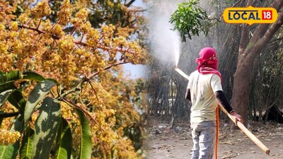 মালদহে আম বাগানে পরিচর্যা