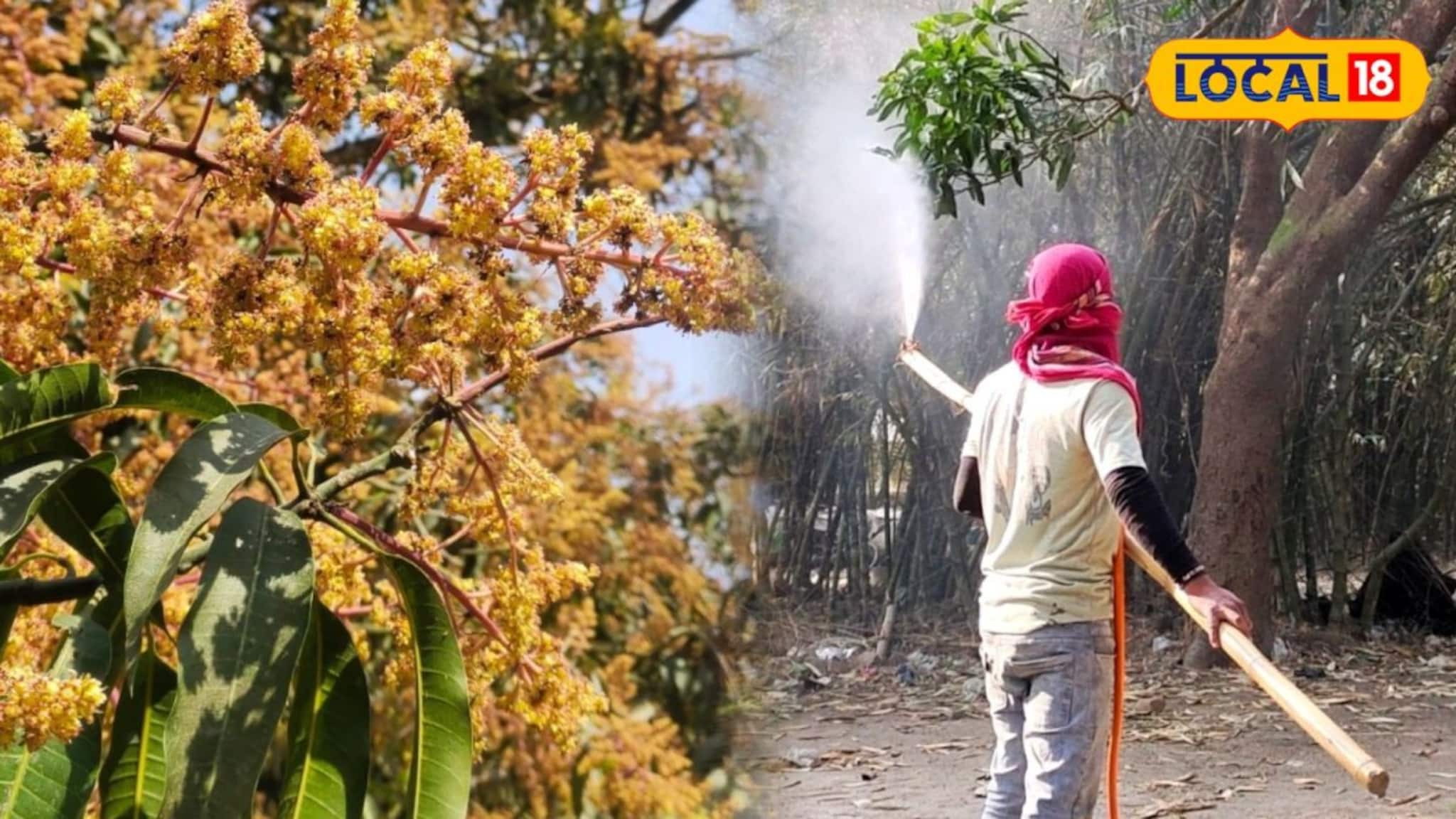 তীব্র দাবদাহেও ঝরবে না একটিও আমের মুকুল, গাছ হবে বাম্পার ফলন! বিশেষ টোটকা দিল কৃষি দফতর