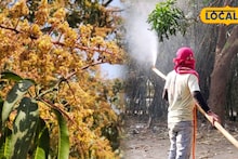 Mango Blossom Protection Tips: তীব্র দাবদাহেও ঝরবে না একটিও আমের মুকুল, গাছ হবে বাম্পার ফলন! বিশেষ টোটকা দিল কৃষি দফতর