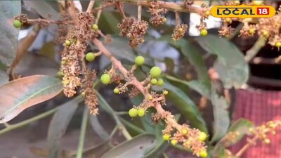 মুকুল থেকে আম ধরতে শুরু করেছে 