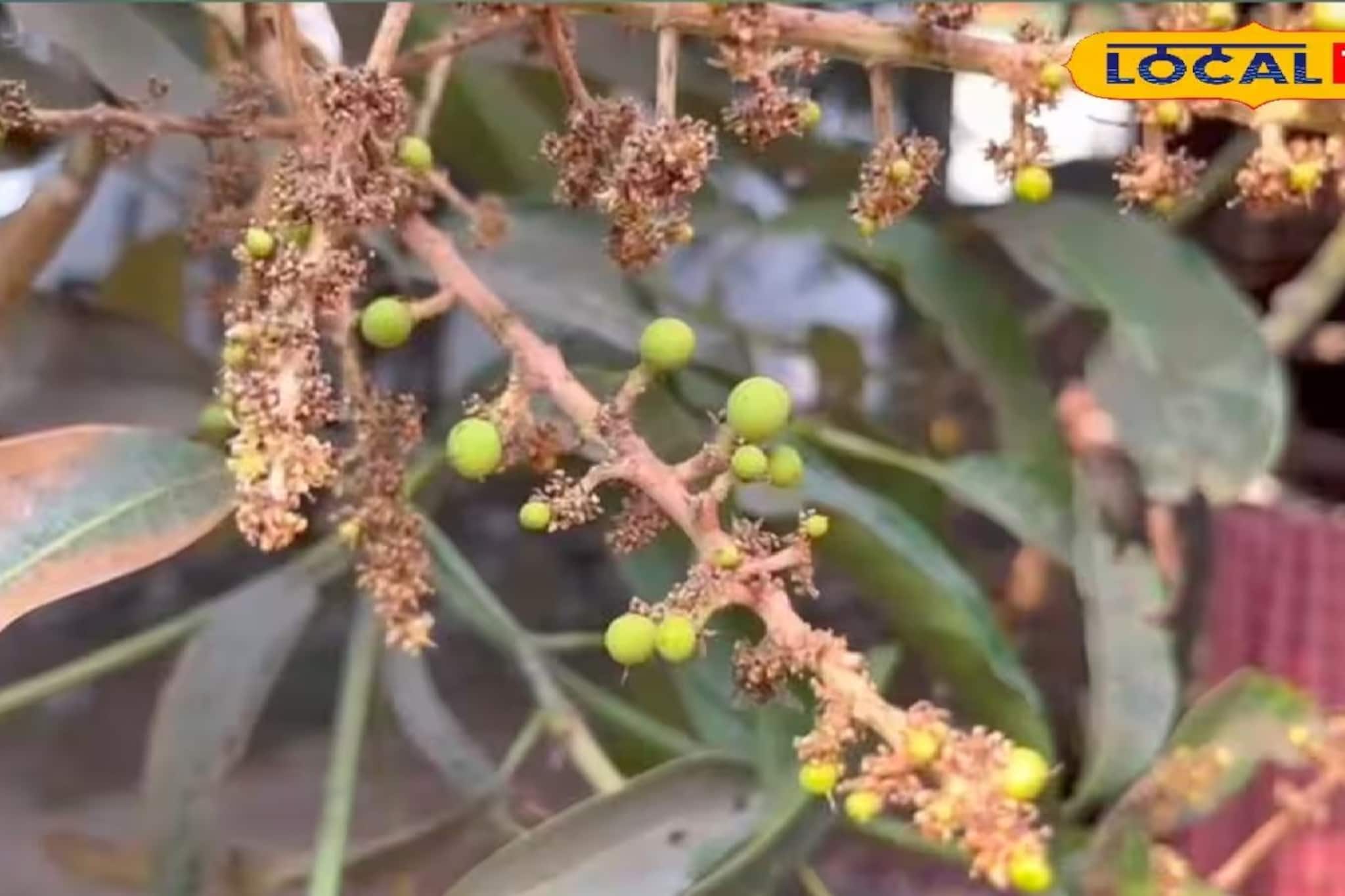 ঝড়ে-জল-শিলাবৃষ্টিতেও ঝরবে না একটাও মুকুল, আমের ভারে ভাঙবে গাছের ডাল, সহজ পদ্ধতি জানুন