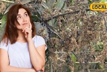 Mango Mukul Protection Tips: আবহাওয়ার খামখেয়ালিপনাতেও ঝরবে না একটিও আমের মুকুল, গাছ হবে বাম্পার ফলন! উদ্ভিদবিদের বিশেষ টিপস মানলেই কেল্লাফতে