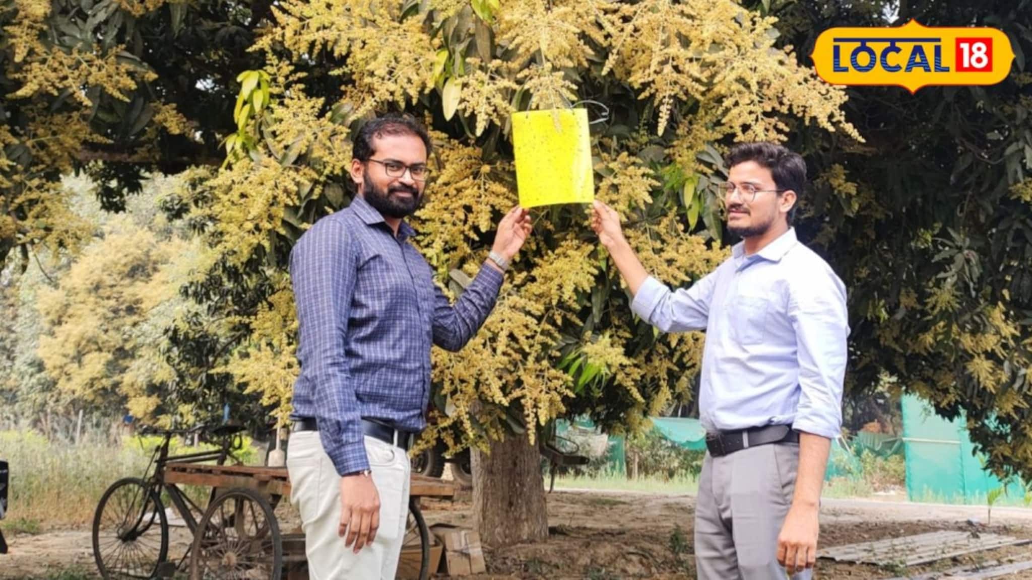 Mango Pest Control Traps: কীটনাশক ছাড়াই আম গাছে পোকা দমনের কামাল! নামমাত্র খরচে বাগানে লাগান এই বিশেষ ট্র্যাপ