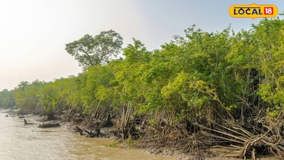 ম্যানগ্রোভ জঙ্গল 