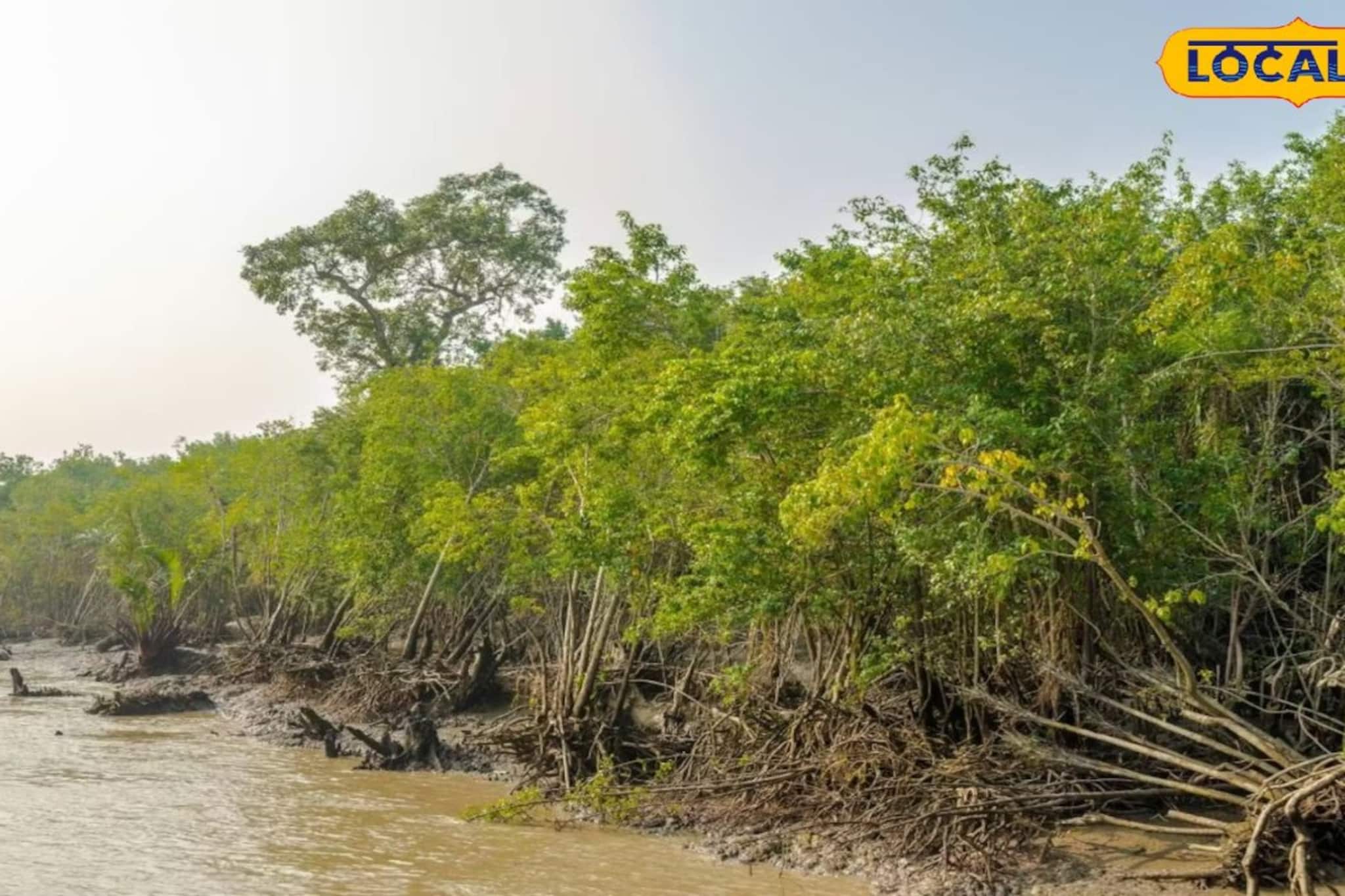 সঙ্কটের মুখে ম্যানগ্রোভের অস্তিত্ব! রাতের অন্ধকারে গাছ কেটে সাফ পাথরপ্রতিমায় সঙ্কটের মুখে ম্যানগ্রোভের অস্তিত্ব! রাতের অন্ধকারে গাছ কেটে সাফ পাথরপ্রতিমায়