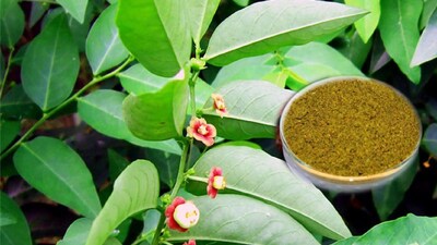 Medicinal Plant Health Benefits