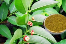 Multivitamin Plant: 'মাল্টিভিটামিন গাছ' কোনটা জানেন? এই গাছের পাতাতে ভরা ভিটামিন A, B, C, D! বুকে জমা কফ বার করে,হজমশক্তি বাড়ায়, ওজন কমায়, কীভাবে খাবেন? পড়ুন