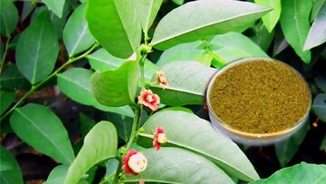  'মাল্টিভিটামিন গাছ' কোনটা জানেন? এই গাছের পাতাতে ভরা ভিটামিন A, B, C, D! বুকে জমা কফ বার করে,হজমশক্তি বাড়ায়, ওজন কমায়, কীভাবে খাবেন?