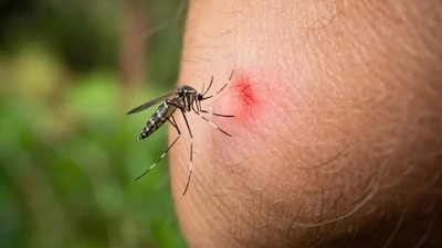 মশা তাড়ানোর গাছ 