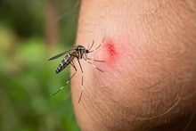 Mosquito Repellent: গরম পড়তেই মশার জ্বালায় অতিষ্ট, বাড়িতে থাকুক '৩' গাছের একটি, ঘরের ত্রিসীমানায় একটা মশাও আসবে না