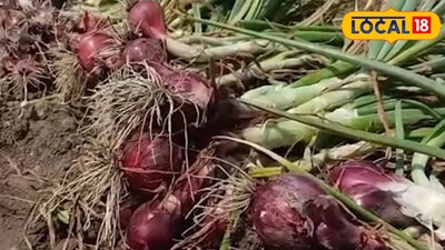 মুর্শিদাবাদে পেঁয়াজ চাষ