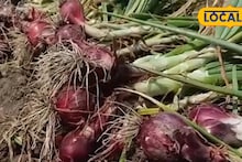 Agriculture News: ফসল তোলার মরশুমে জোর ধাক্কা! মুর্শিদাবাদের পেঁয়াজ চাষিদের মাথায় হাত, নিজেরাই জানালেন নিজেদের দুর্দশার কারণ