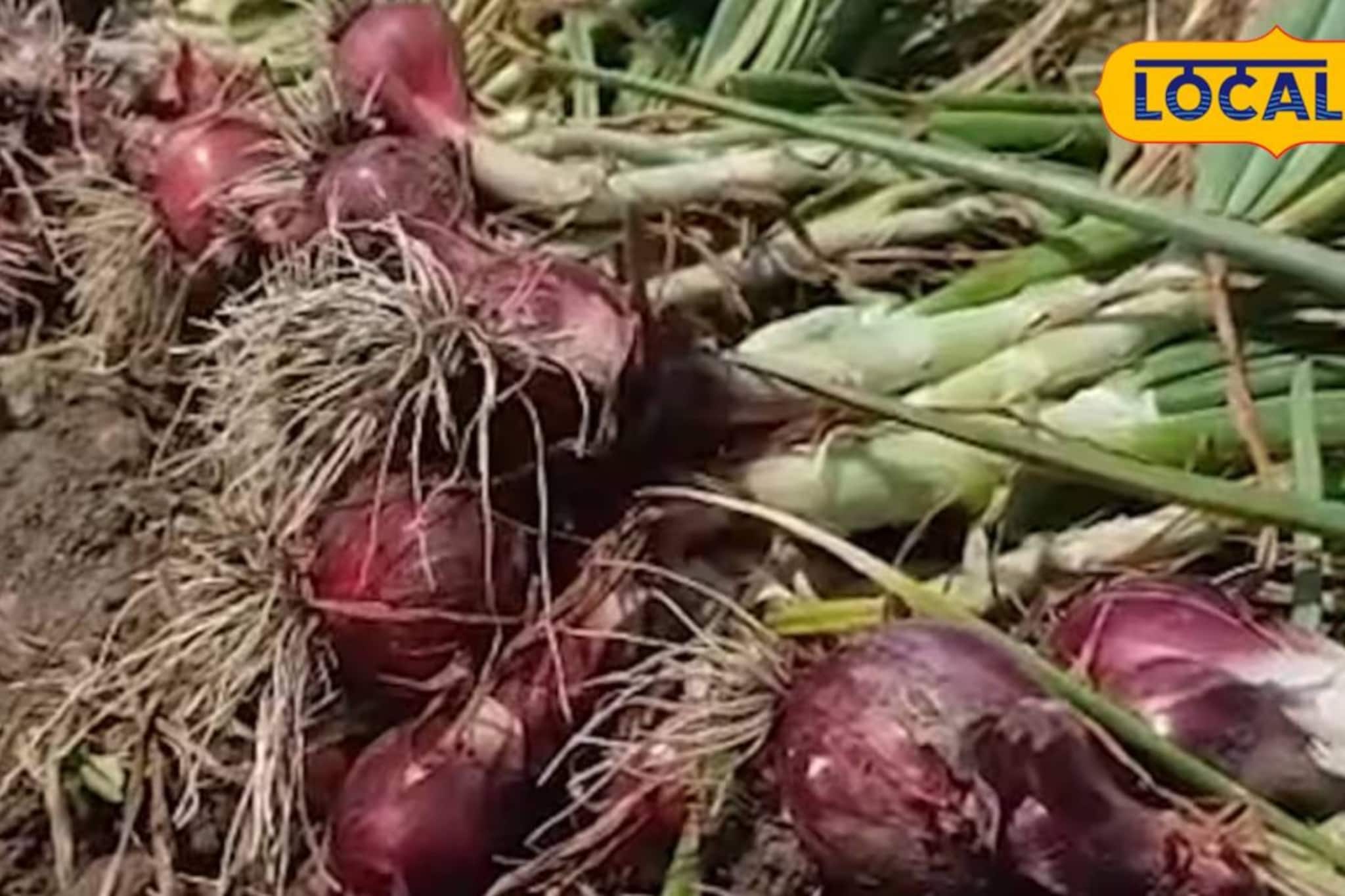 মুর্শিদাবাদের পেঁয়াজ চাষিদের মাথায় হাত! নিজেরাই জানালেন নিজেদের দুর্দশার কারণ