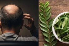 Baldness: মাথায় টাক পড়ছে? ১ মুঠো কারিপাতায় জাস্ট ২ টো জিনিস মিশিয়ে মাখলেই ধীরে ধীরে উধাও টাক! জন্মাবে নতুন চুল